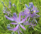 Camas Flower